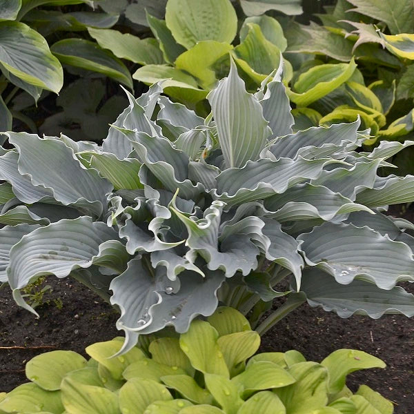 Waterslide - Medium Hosta