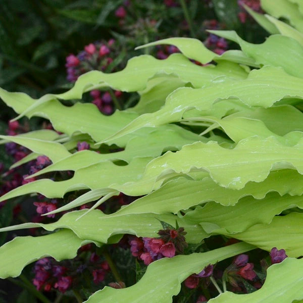 Wiggles and Squiggles Hosta