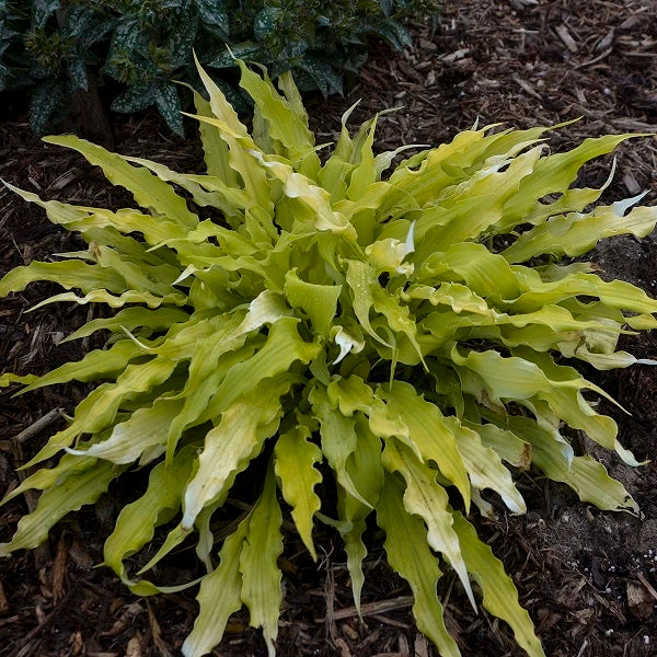 Wiggles and Squiggles Hosta