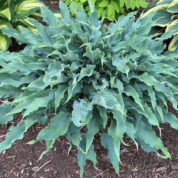 Giant Hosta Collection