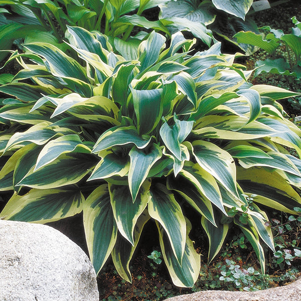 Pocket-Sized Hosta Collection
