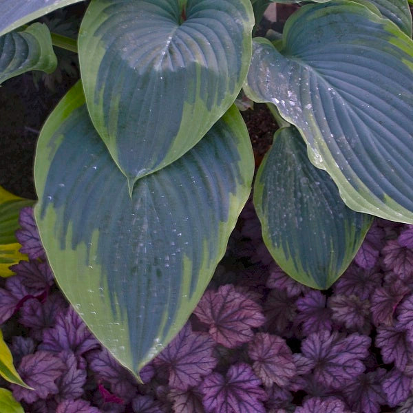 Wu-La-La Hosta