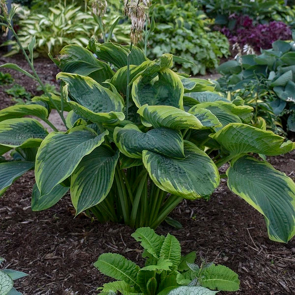 Wu-La-La Hosta