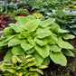 Age of Gold - Giant Hosta