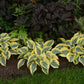 Autumn Frost Hosta