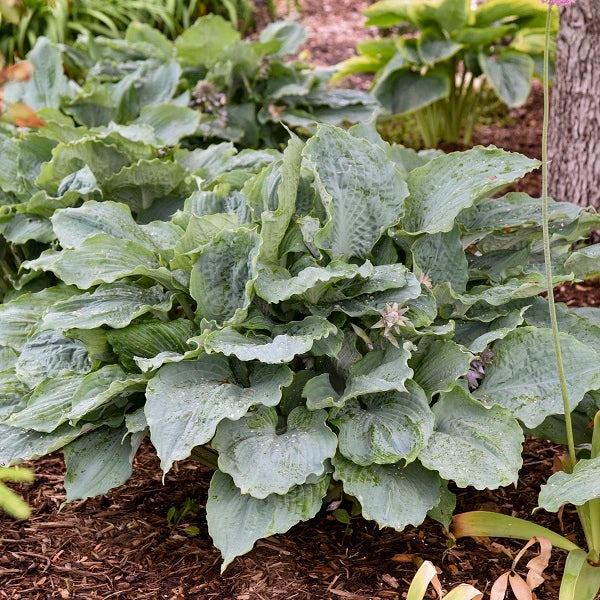 Diamond Lake - Medium Hosta