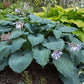 Diamond Lake - Medium Hosta