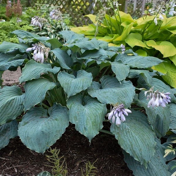 Diamond Lake - Medium Hosta