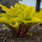 Fire Island - Medium Hosta