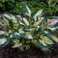 Hans - Tall Hosta