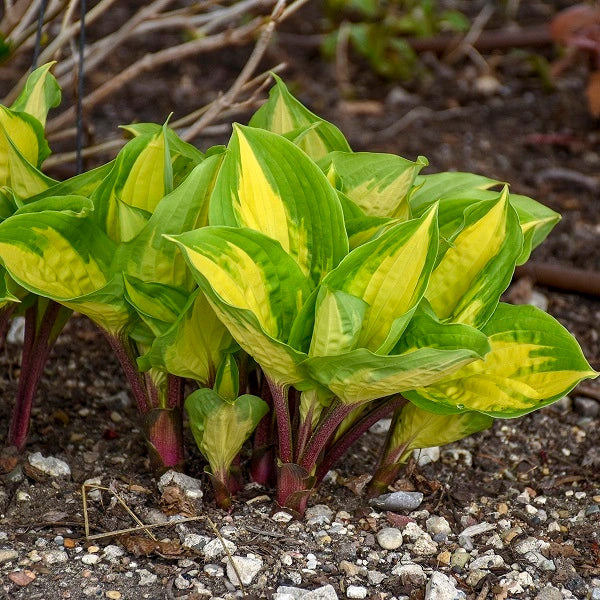 Island Breeze - Medium Hosta