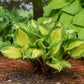 Island Breeze - Medium Hosta