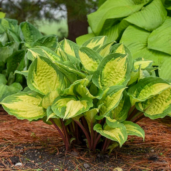 Island Breeze - Medium Hosta