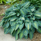 June - Medium Hosta