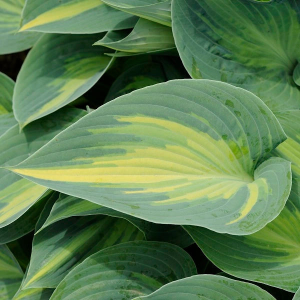 June - Medium Hosta