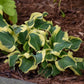 Mini Skirt Hosta