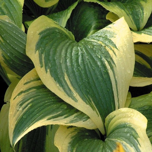 Montana Aureomarginata - Giant Hosta