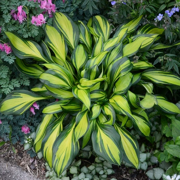 Rainbow's End - Dwarf Hosta