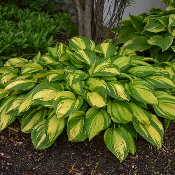 Rainbow's End - Dwarf Hosta