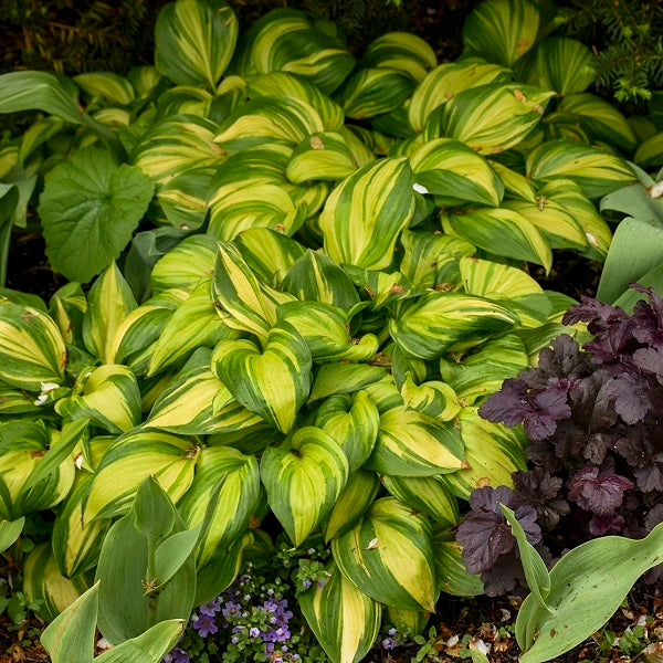 Rainbow's End - Dwarf Hosta