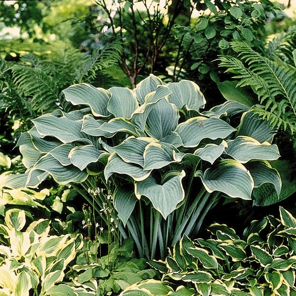 Regal Splendor - Giant Hosta