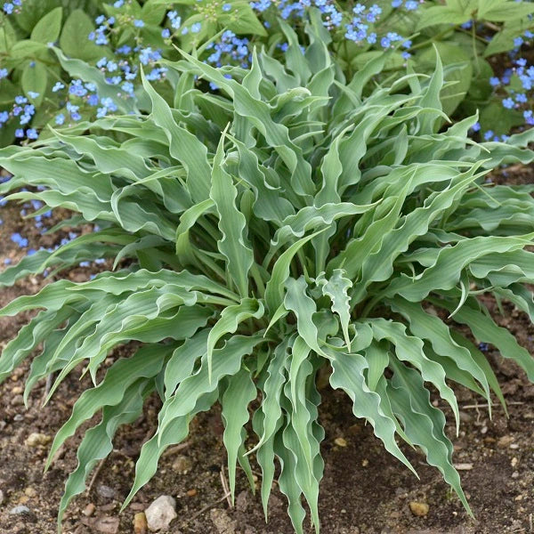 Silly String - Medium Hosta