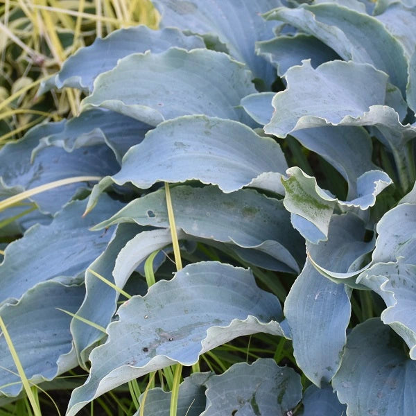 Tears in Heaven - Medium Hosta