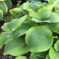 Twin Cities - Giant Hosta