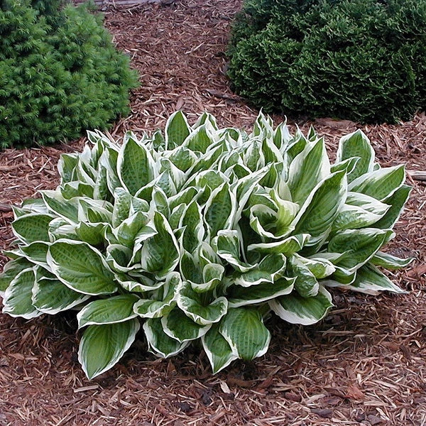 U. Albomarginata - Tall Hosta