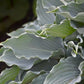 Waterslide - Medium Hosta