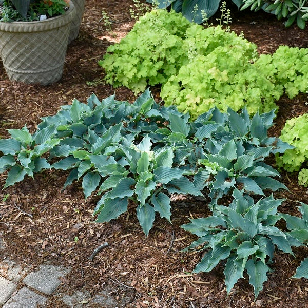 Waterslide - Medium Hosta