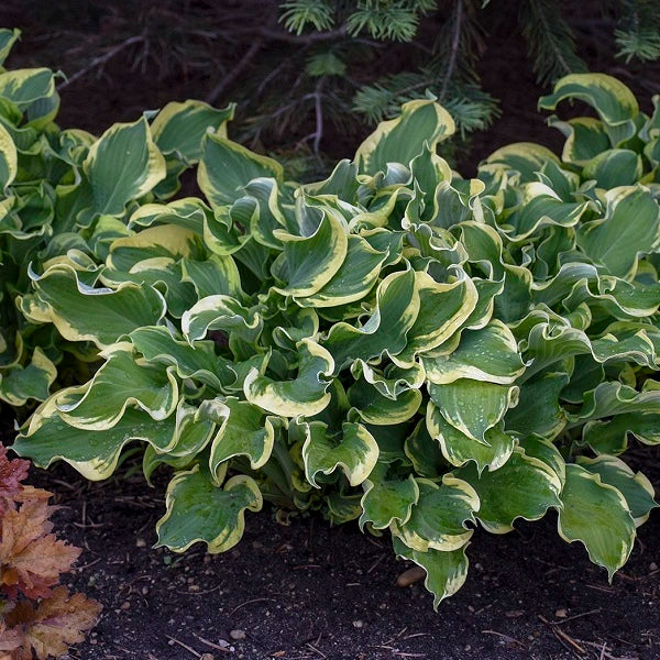 Wheee! - Medium Hosta