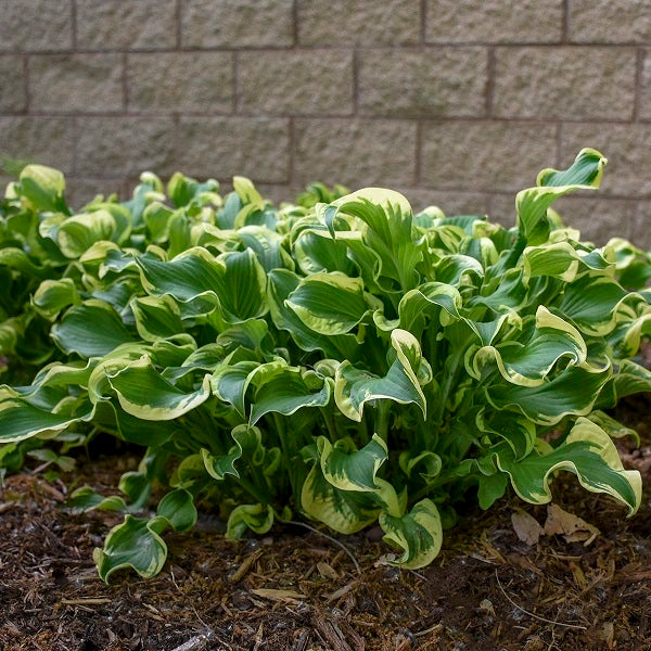 Wheee! - Medium Hosta