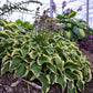 Wrinkle in time - Dwarf Hosta