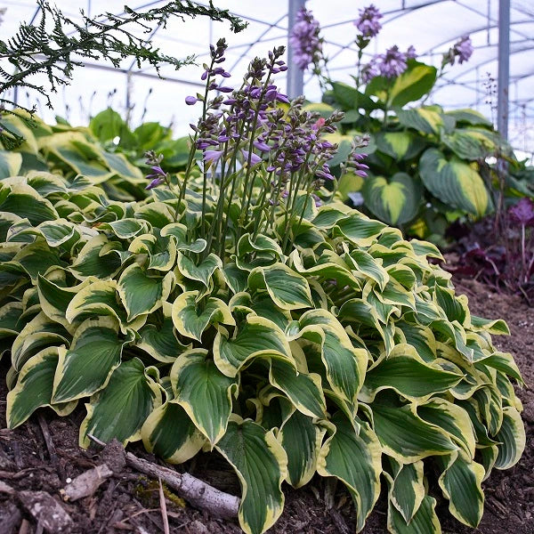 Wrinkle in time - Dwarf Hosta