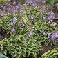 Wrinkle in time - Dwarf Hosta