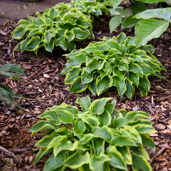 Wrinkle in time - Dwarf Hosta