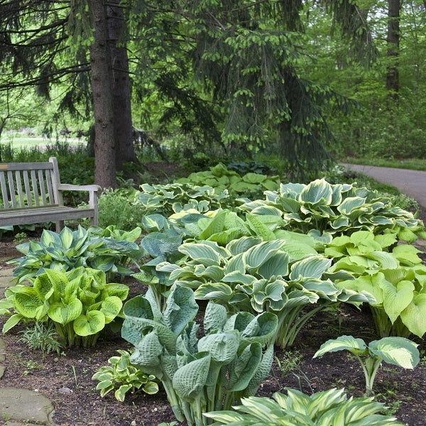 10 Mixed Hosta