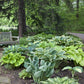 25 Mixed Hosta