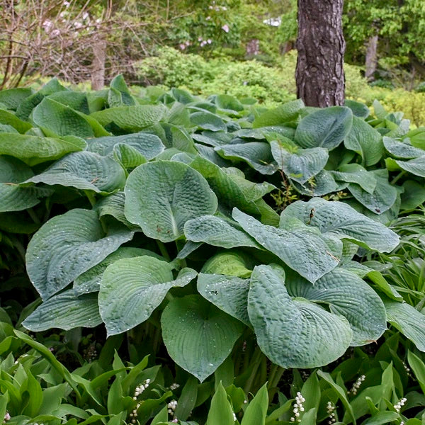 Giant Hosta Collection