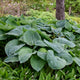 Sieboldiana Elegance Hosta