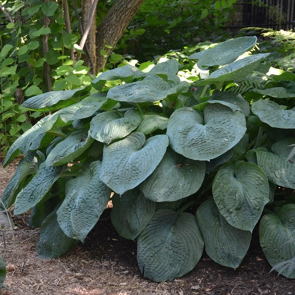 Sieboldiana Elegance Hosta