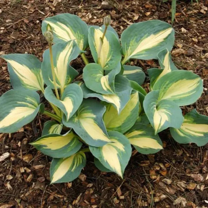 Tall Hosta Collection