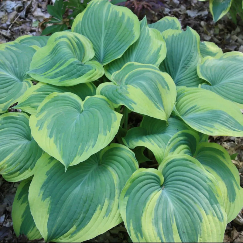 Get them All Hosta Collection