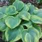 Giant Hosta Collection