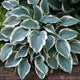 El Nino® Hosta