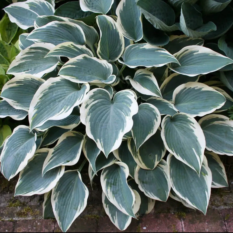 Get them All Hosta Collection