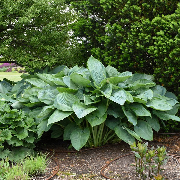 Giant Hosta