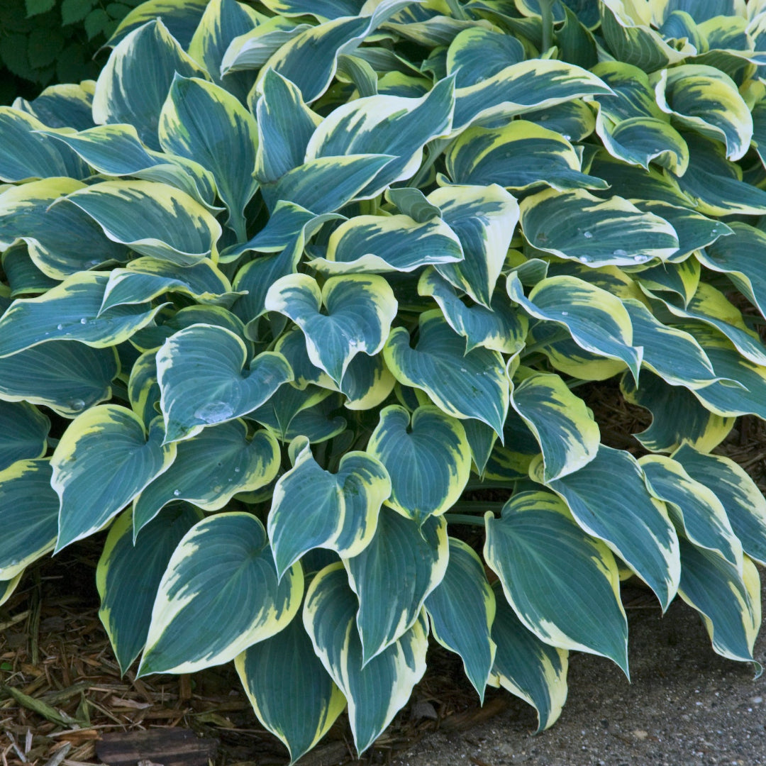 First Frost Hosta