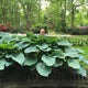 Giant Hosta